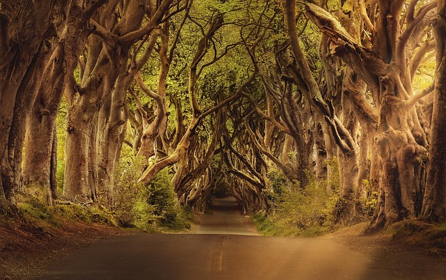 Best Resorts in Ireland for Travelers