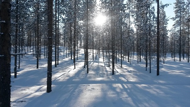 Finland Forest Resorts for Quiet Retreats