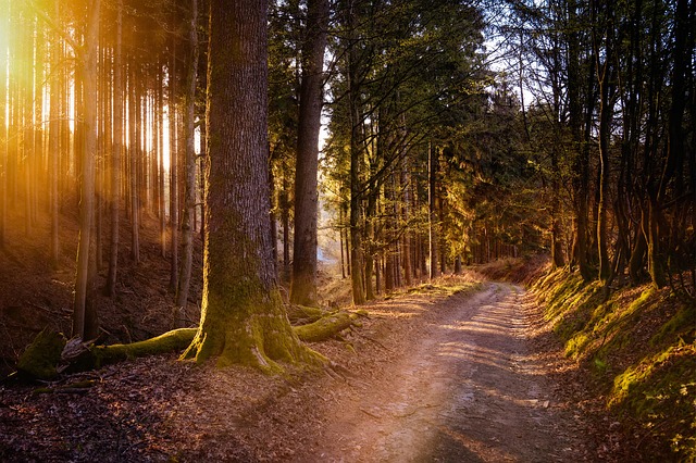 Lithuania Hotels Near Quiet Forests